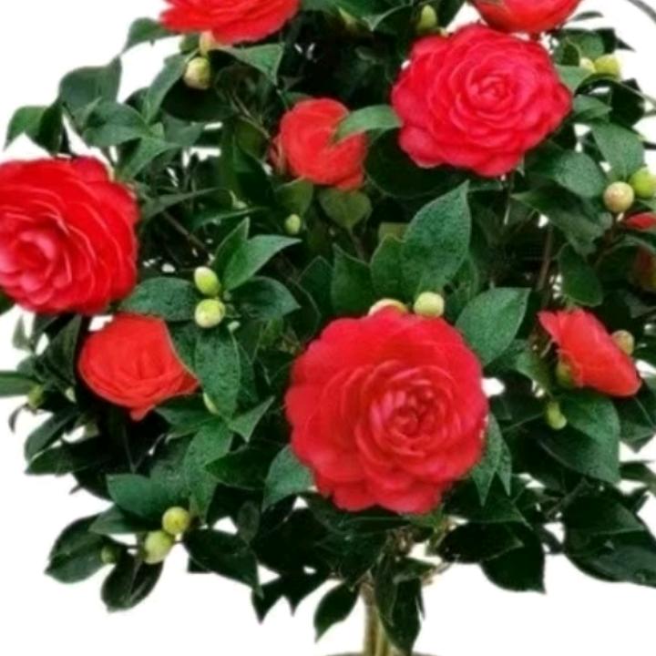 忘掉过去从头再来。