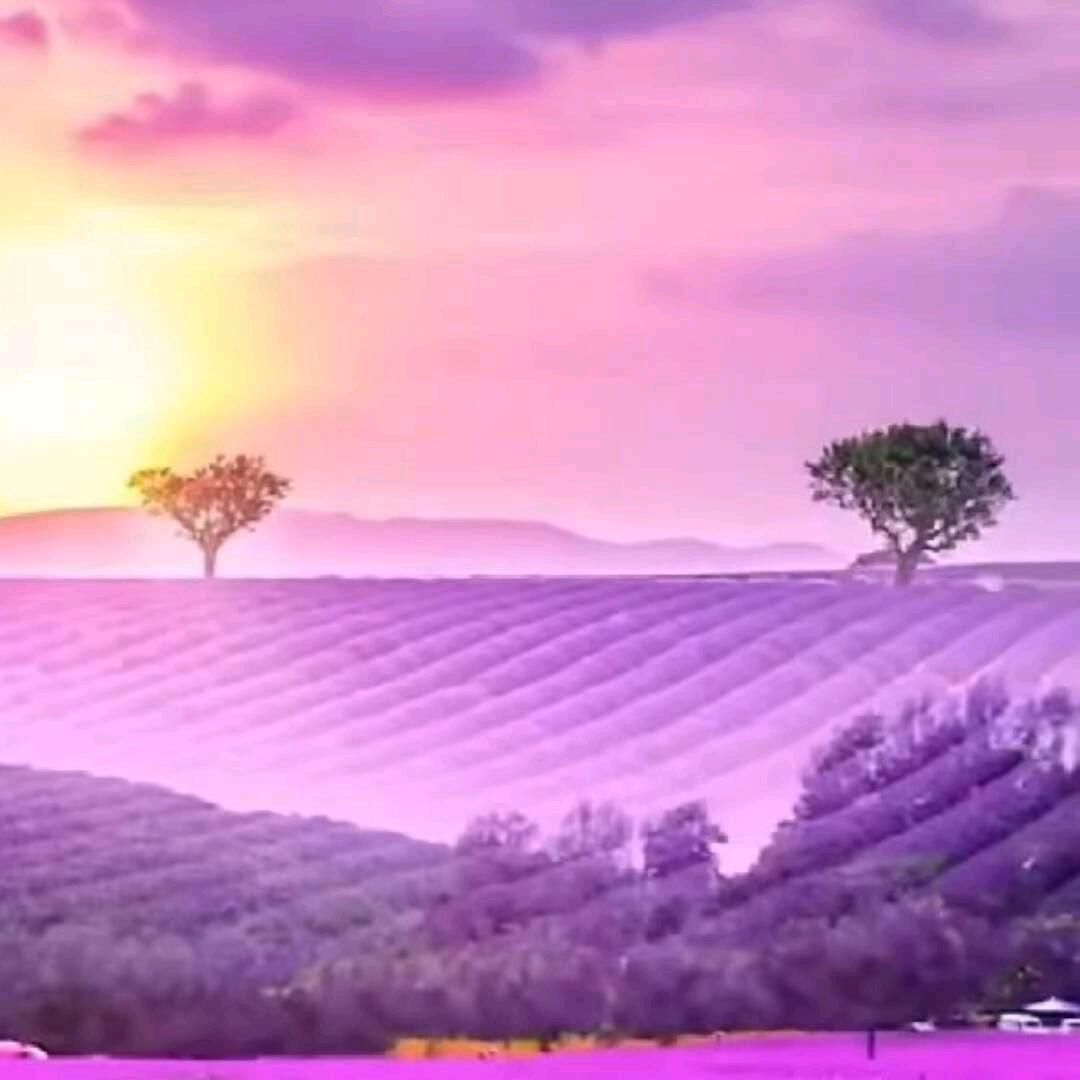 🌸彼岸花🌸((☀️⥎☀️))