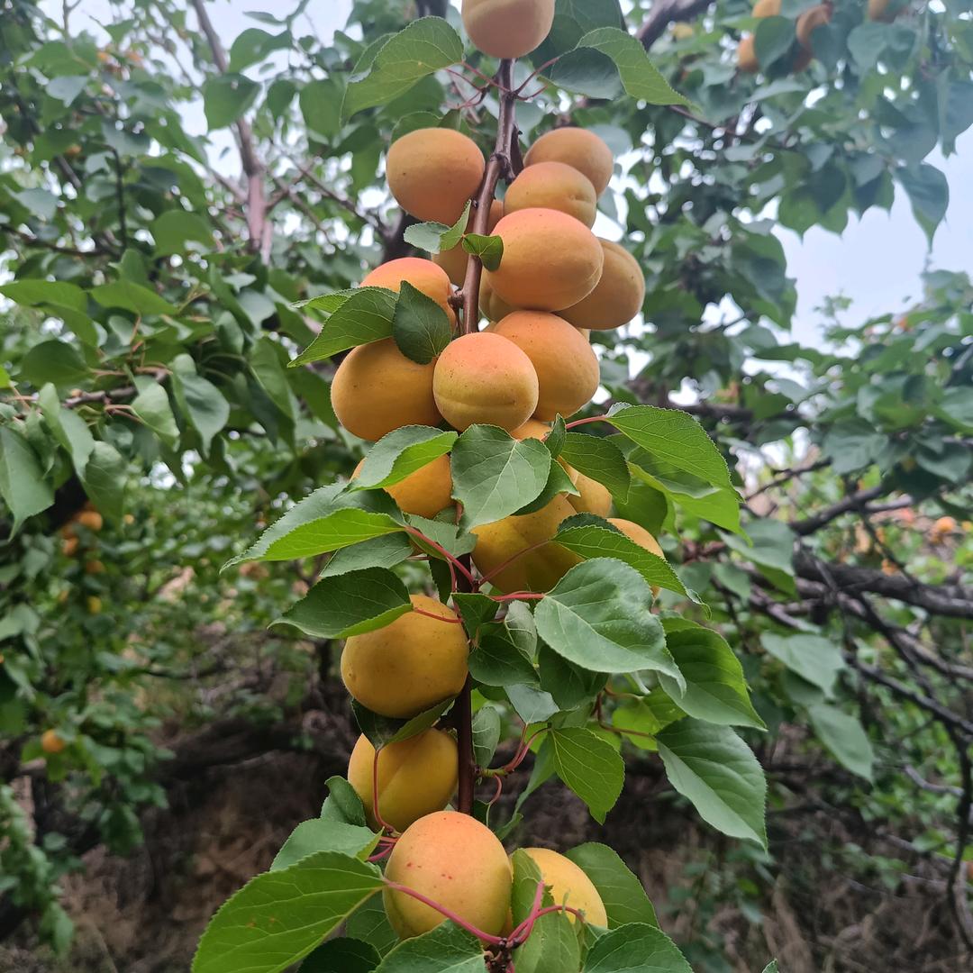 山的那边