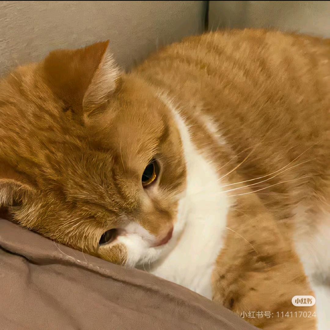 小叶子（摆烂ING)