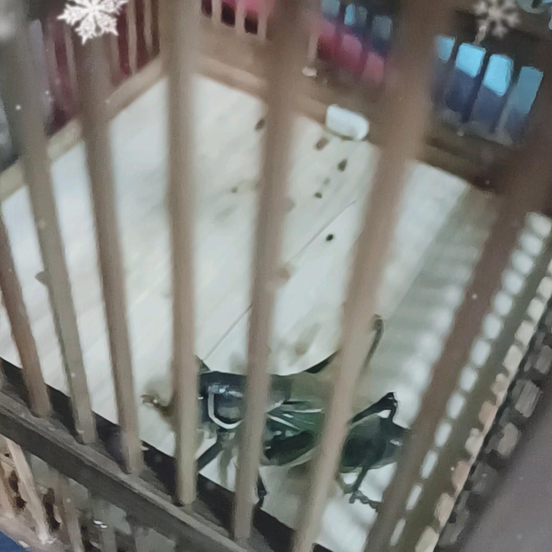 蝈蝈