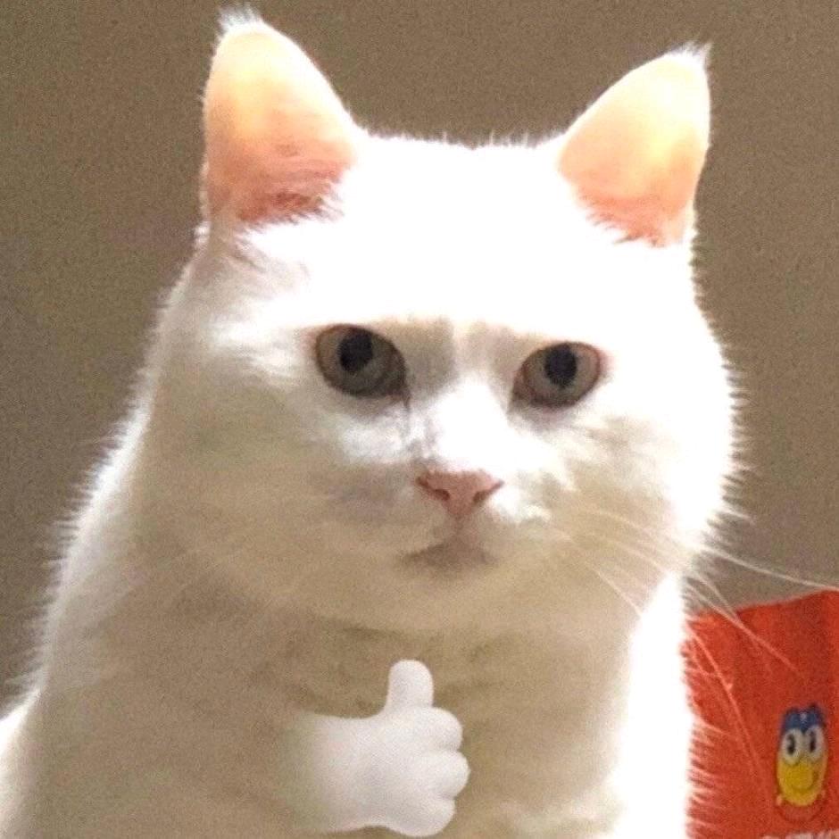 猫是不懂的