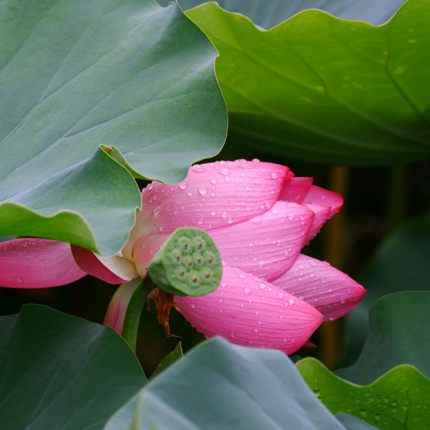 拍客.生活志