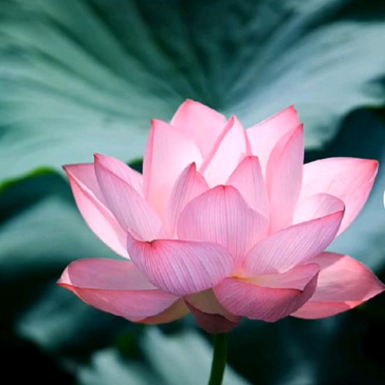 🌺萱萱🌺