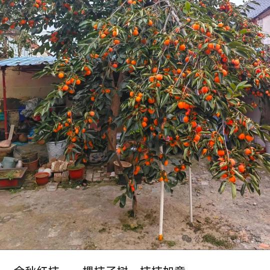 平安是福橱窗好物