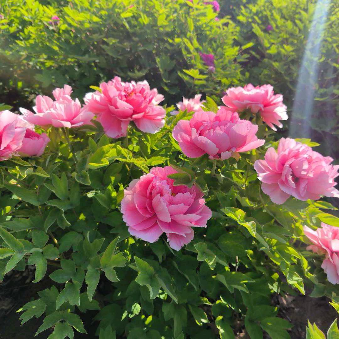 明明的农村推荐