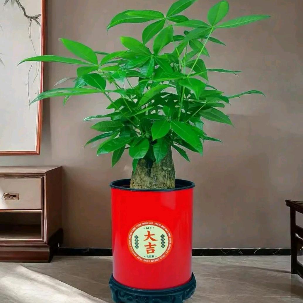 JUXIN广州聚鑫绿植基地