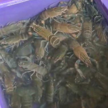 三叔蓝龙虾集市