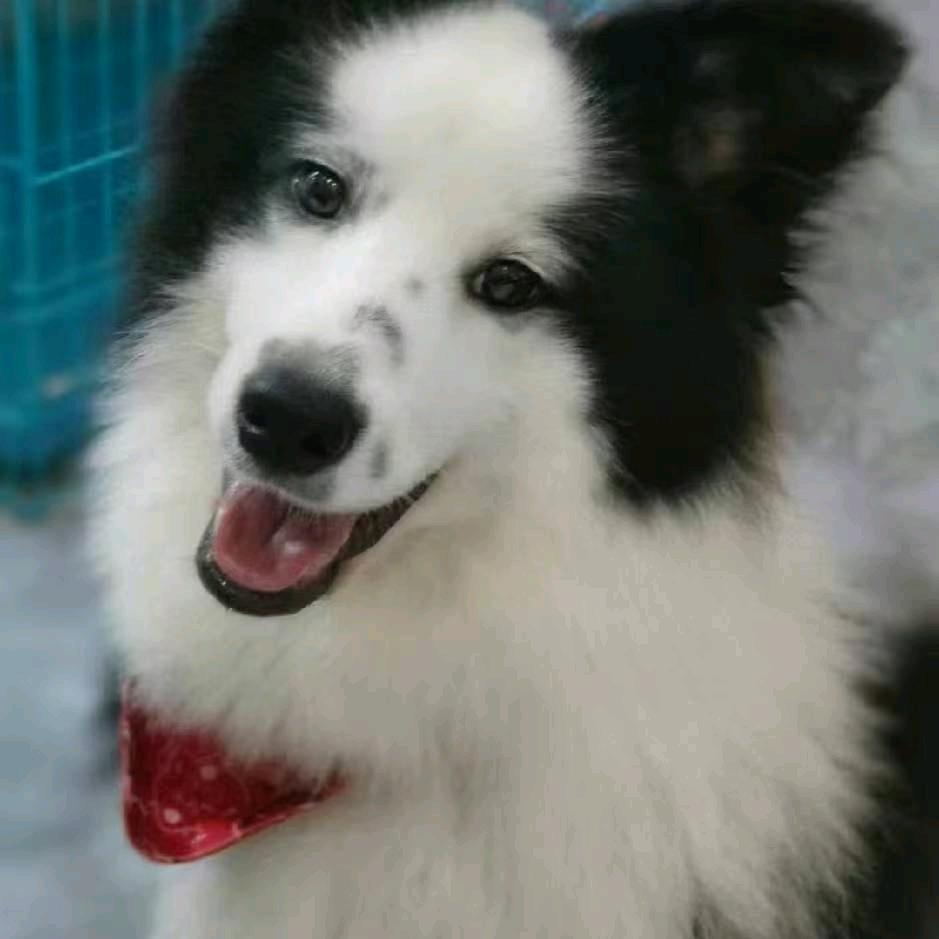 牧羊犬边牧小七