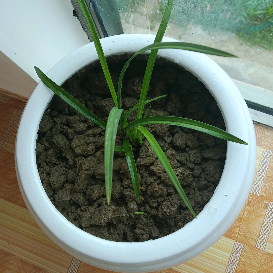 俊