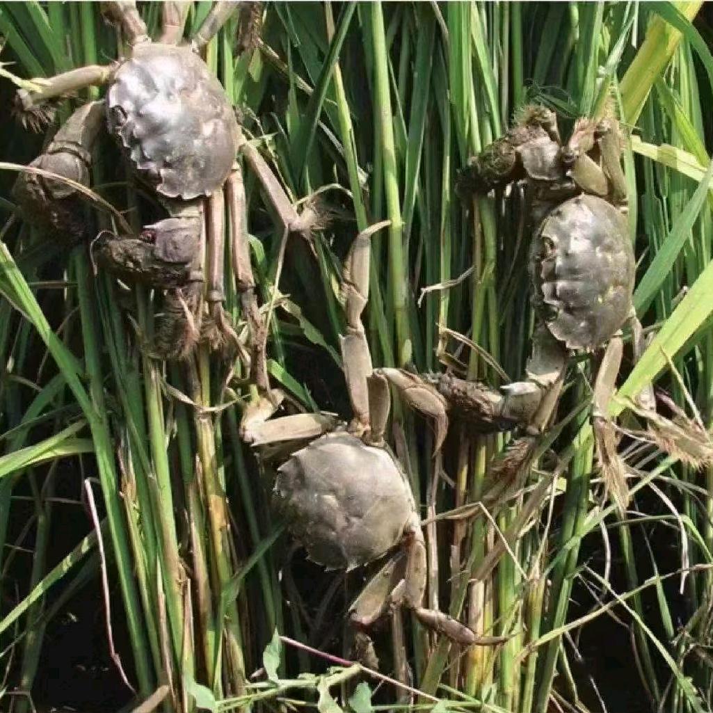盘锦小段河蟹