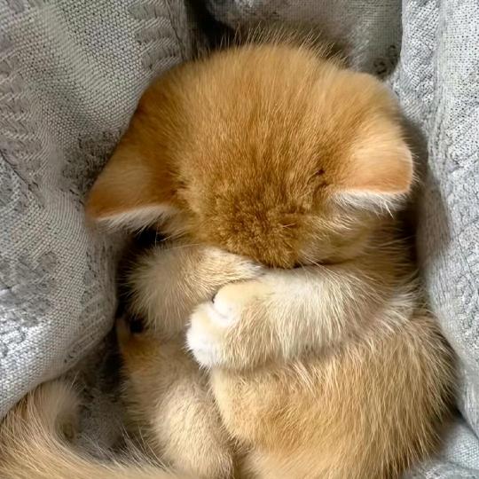 猪妞学不会数学