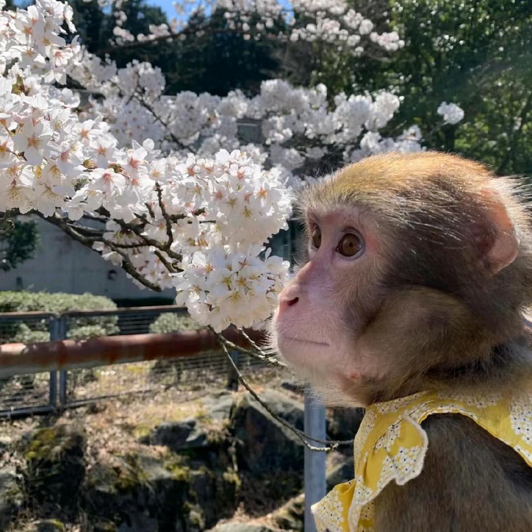 顾川
