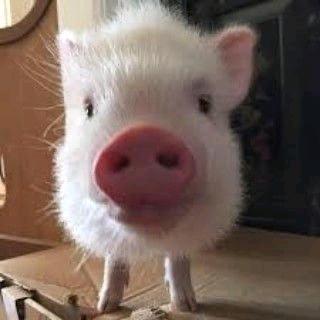 吗喽人