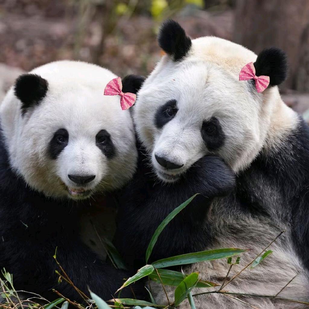 大曾曾&🐼