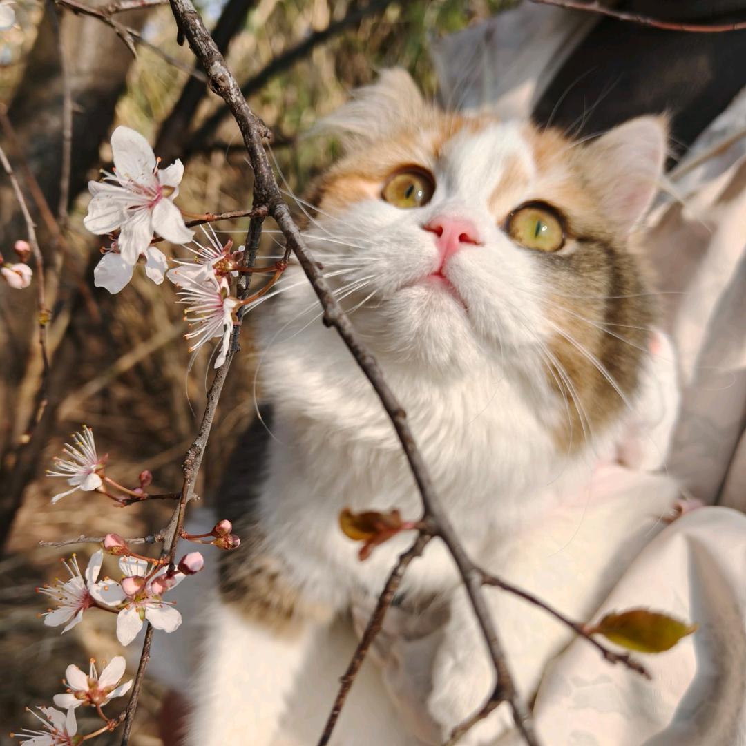 贝姬丿喂养日记