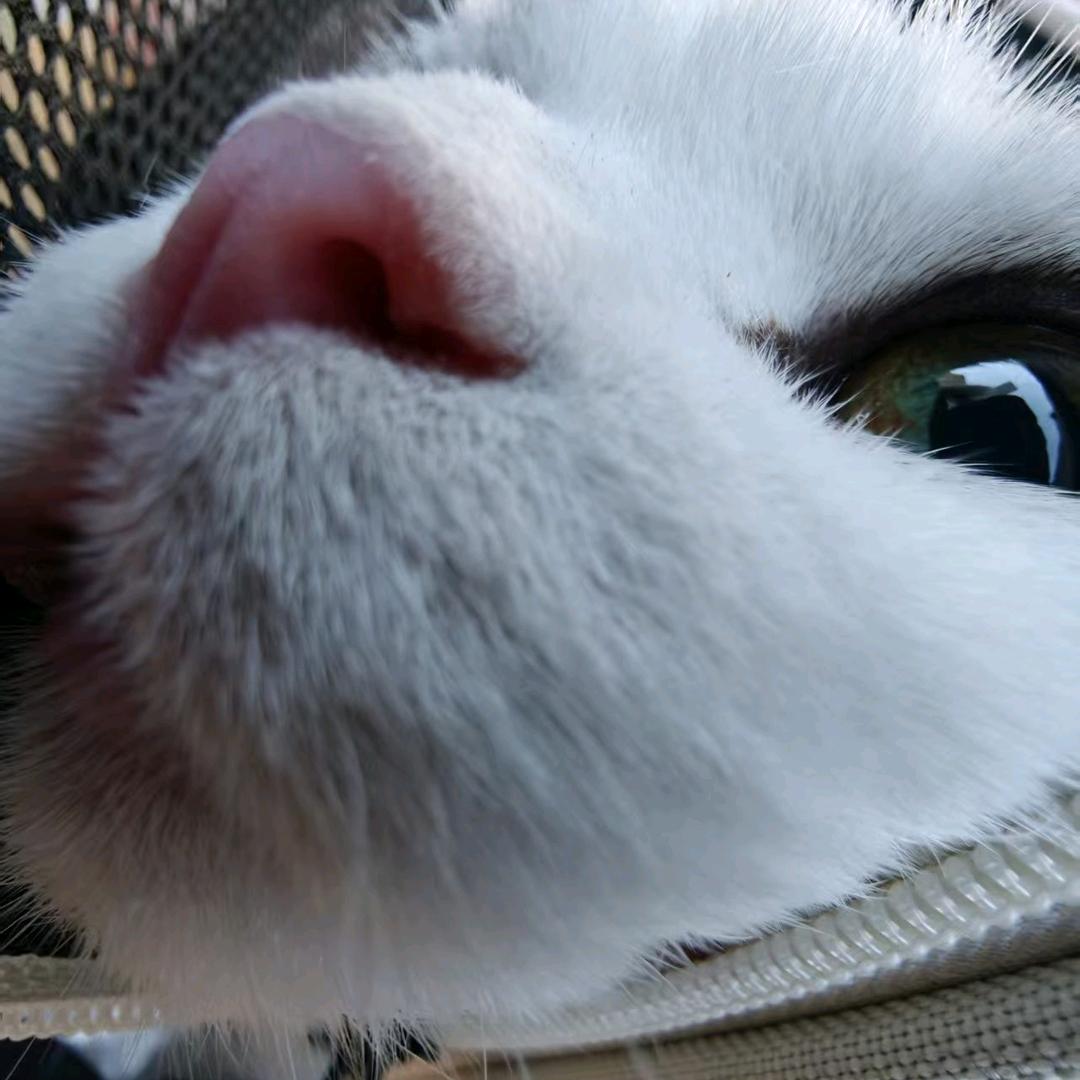 乌橙（艰难讨生活版）