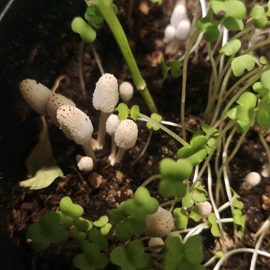 T苏小糖糖