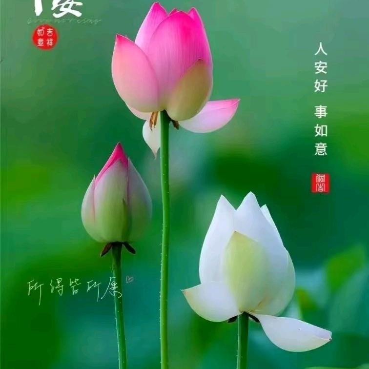 老转
