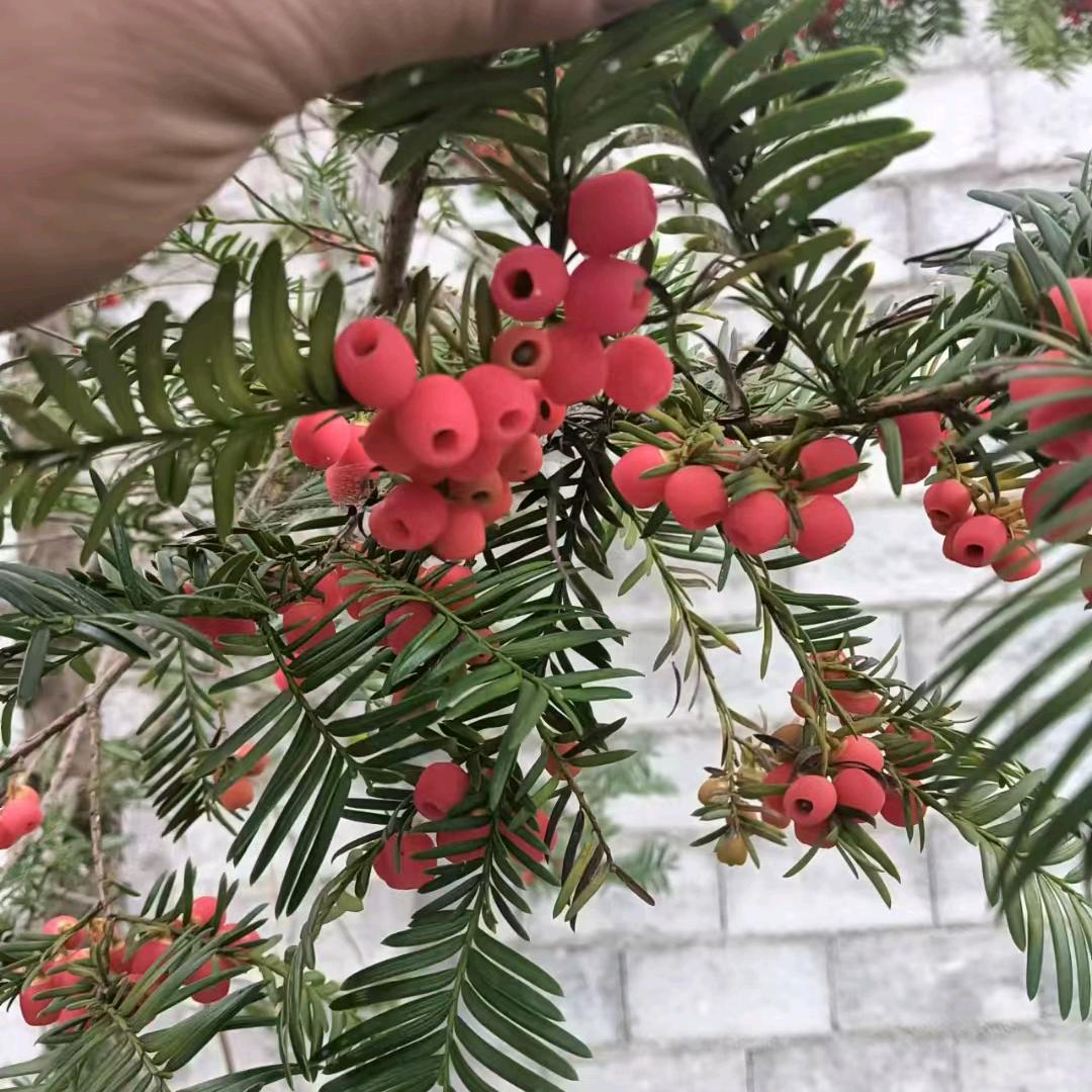 万源市佳颖中药材
