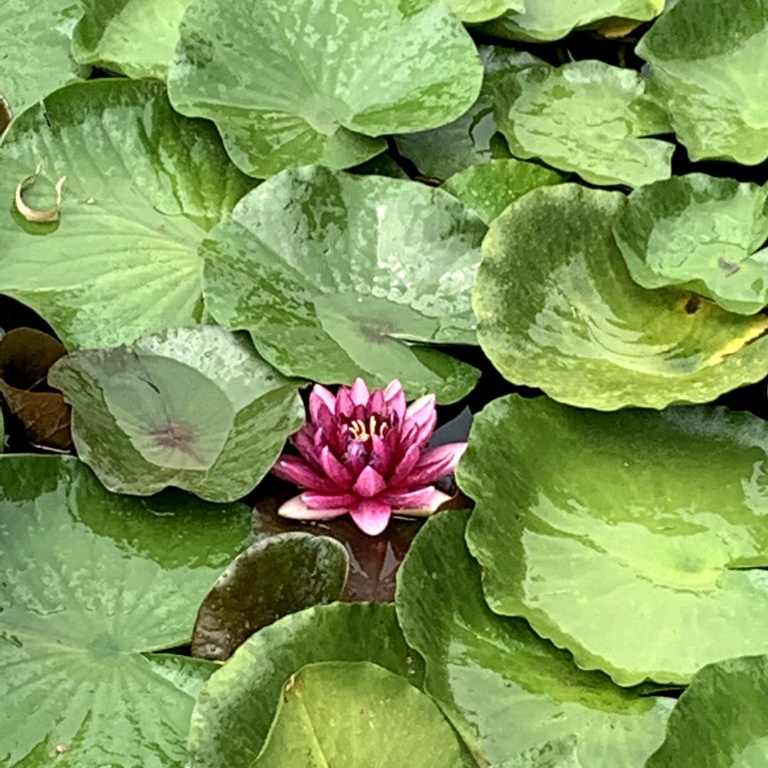 ࿑释怀༻（戒烟中）