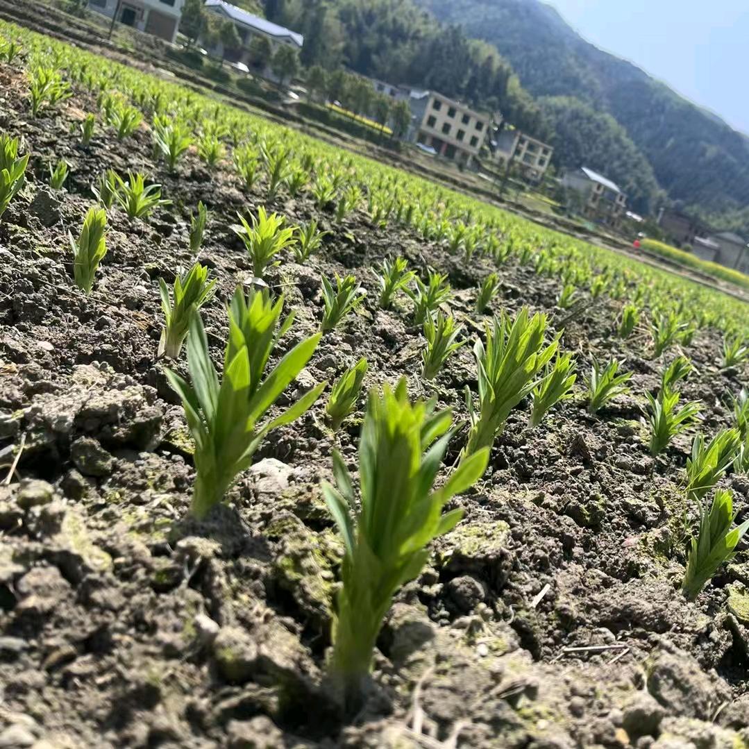 百合种植基地