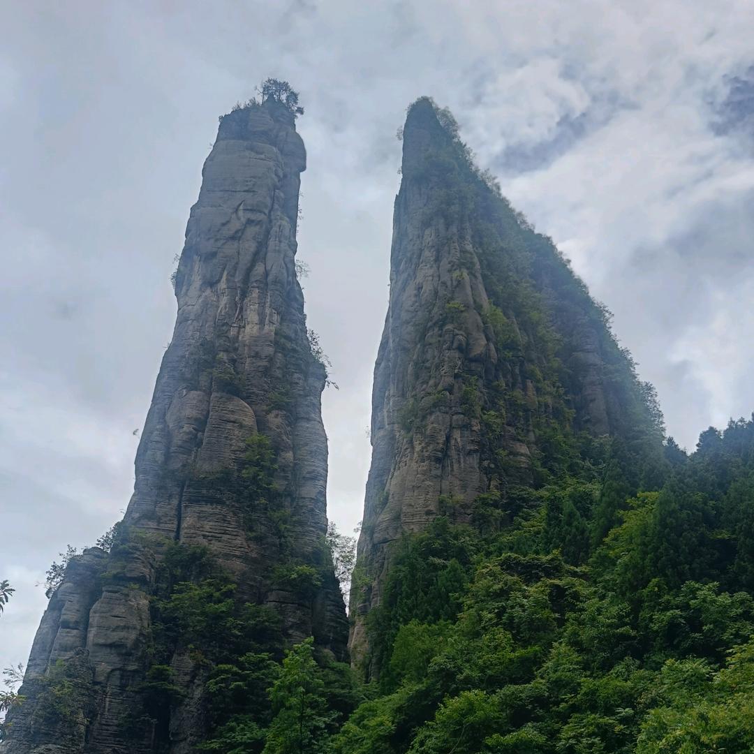 选哥