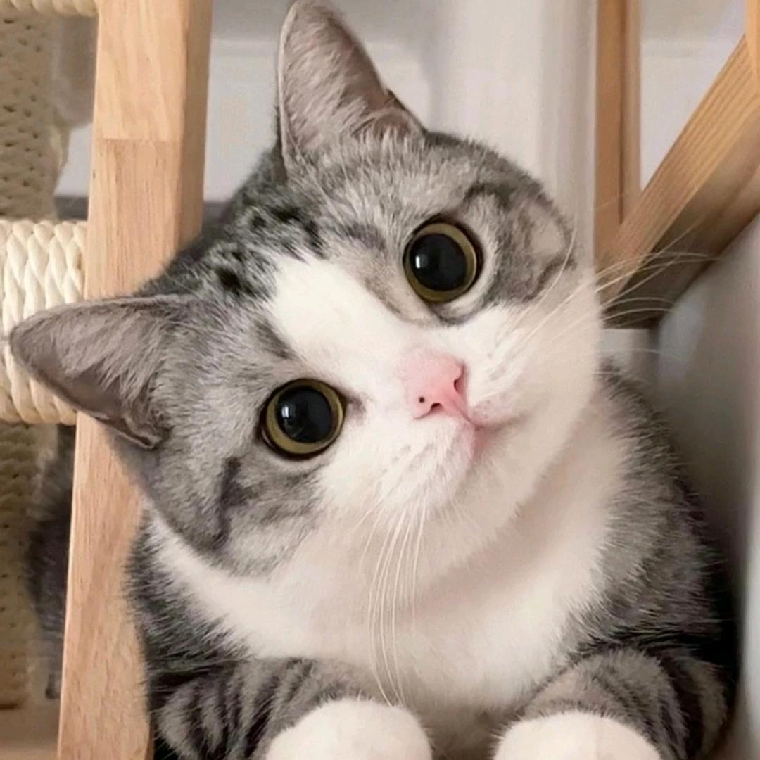 吃货