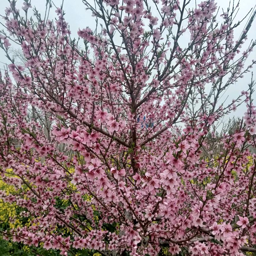 桃花满天