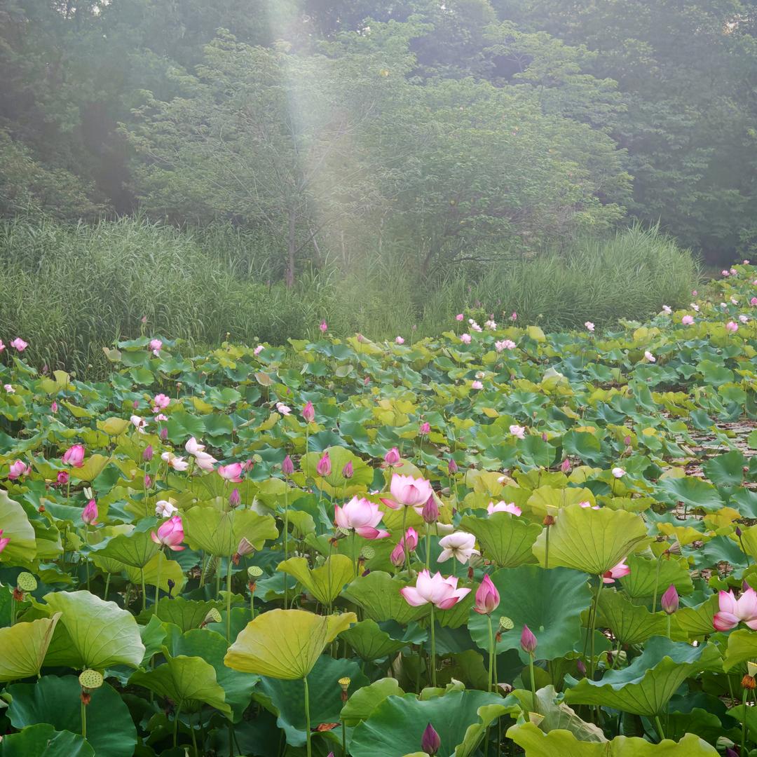 菲菲