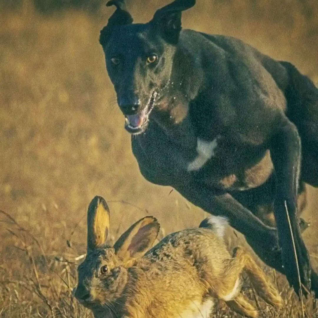 开弓大射箭(户外撵兔)