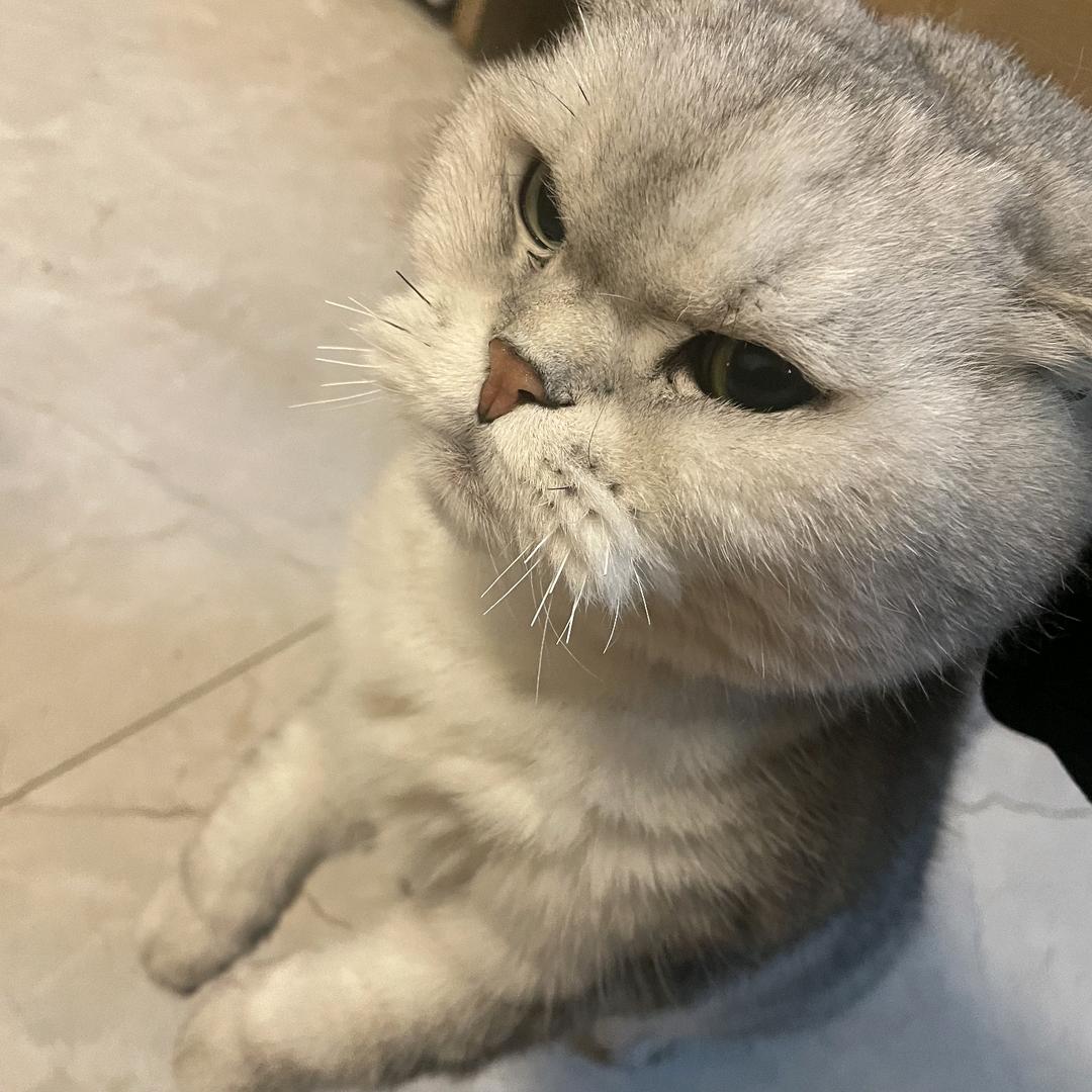 糖豆