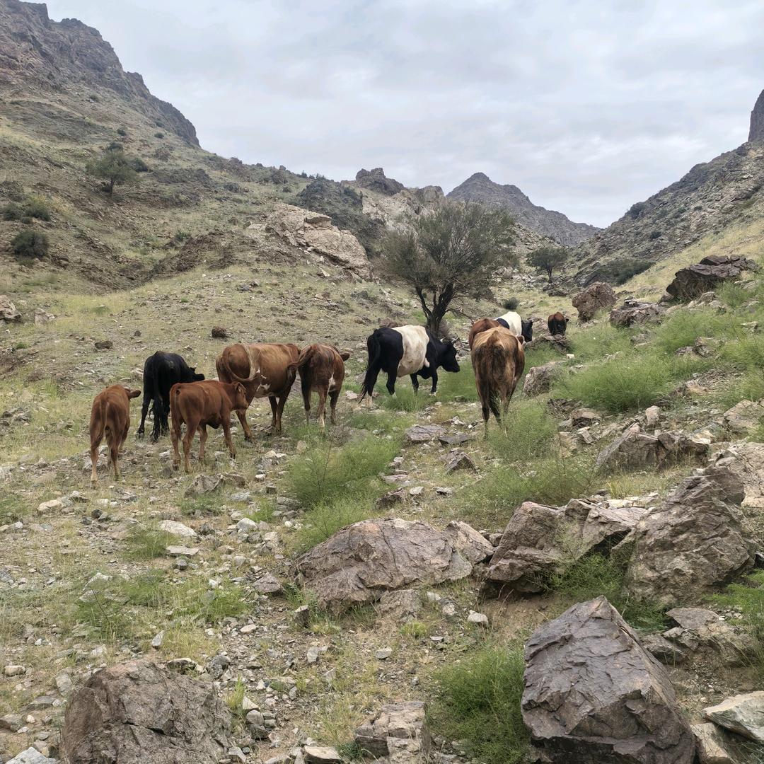 渡阴山1号营地二哥