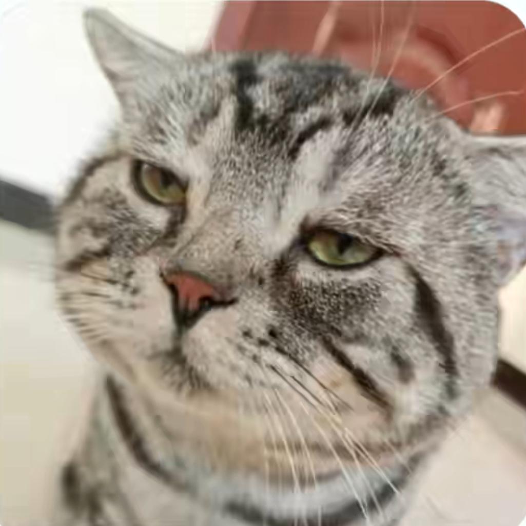 神经猫