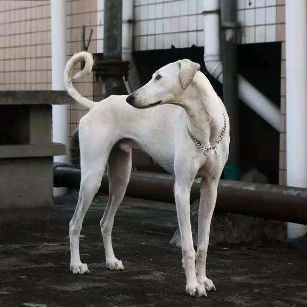 猎犬交流%狼犬交流%各地土狗交流品质考核