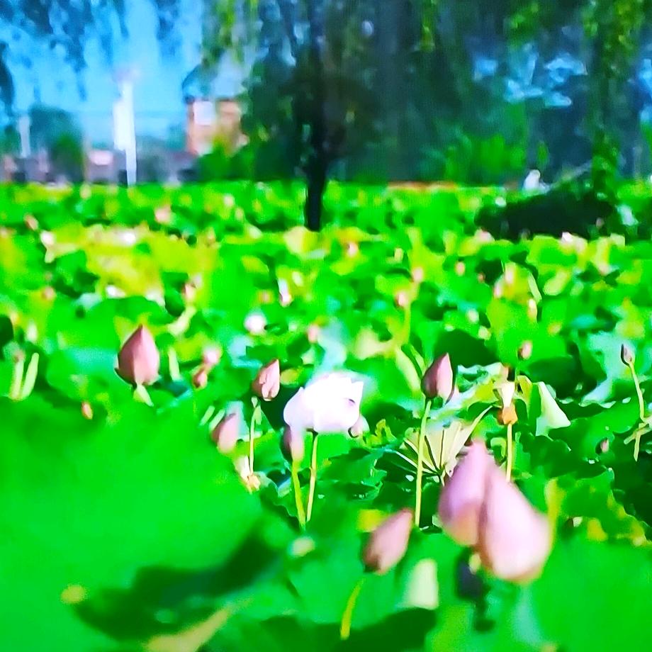 玫瑰红
