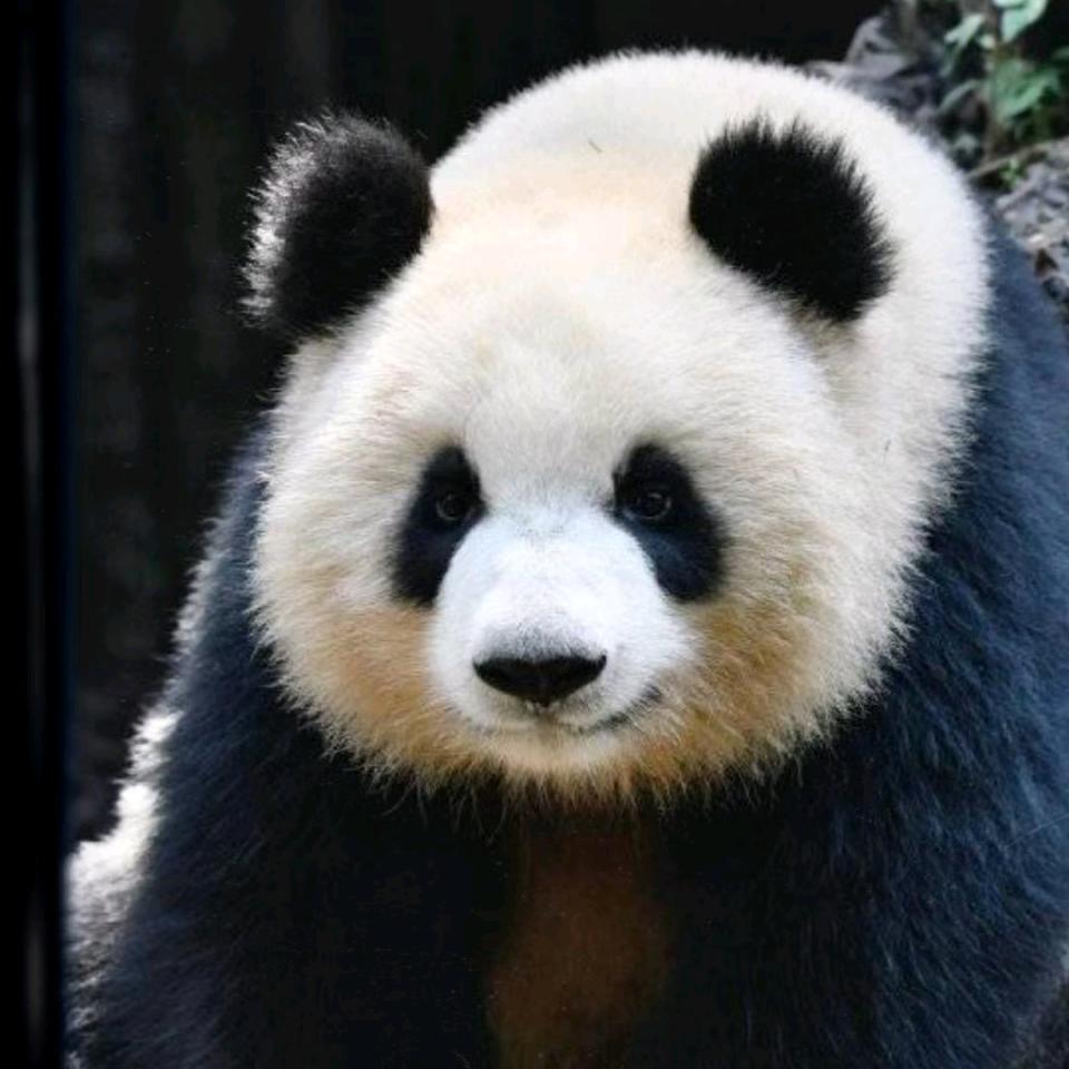 披着羊皮的狼