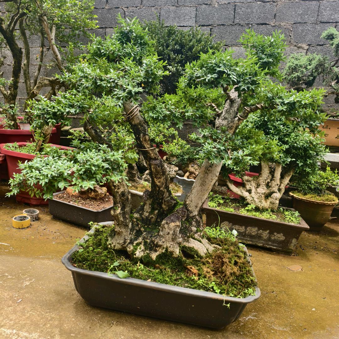 朝美盆景店