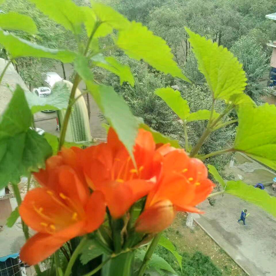 小林