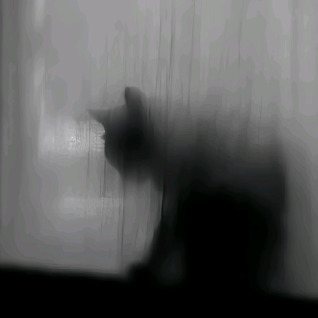 初十的猫