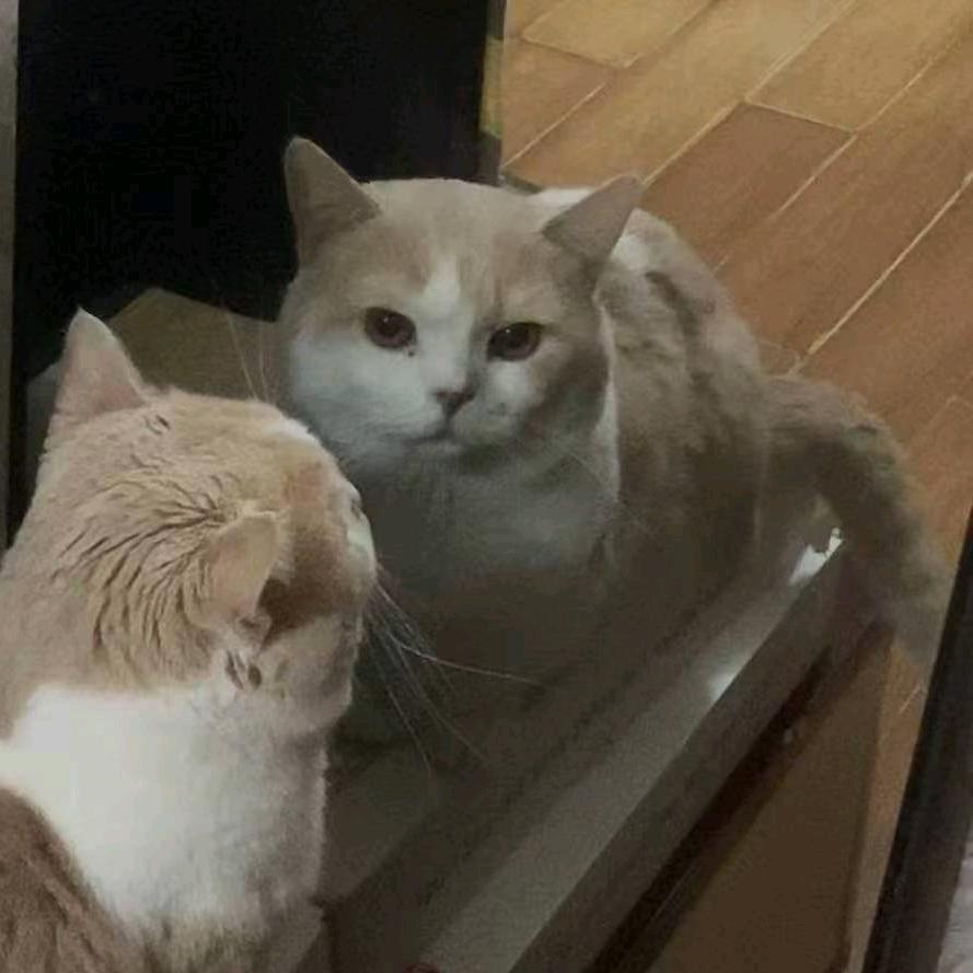 渵鱼