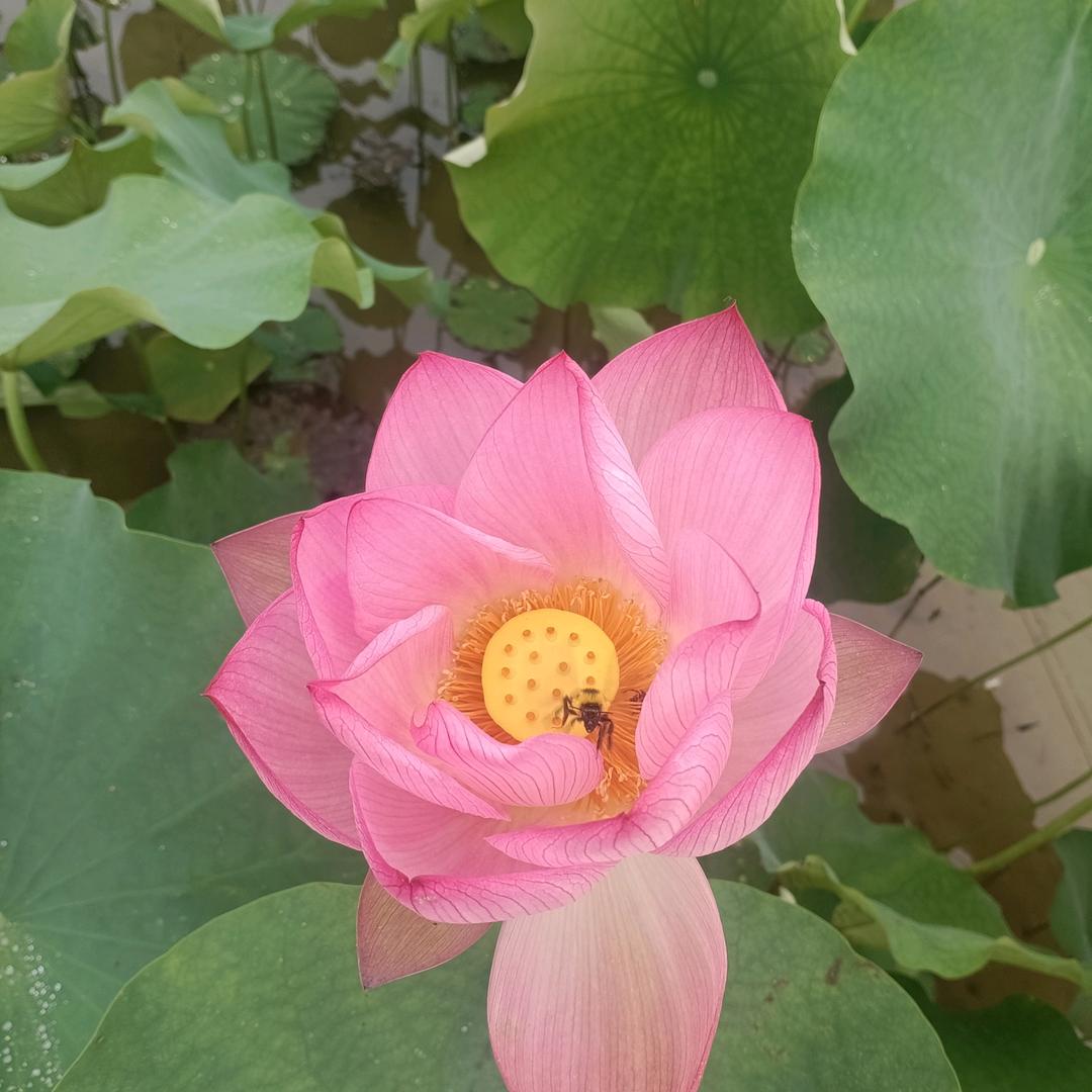 范氏蜂业