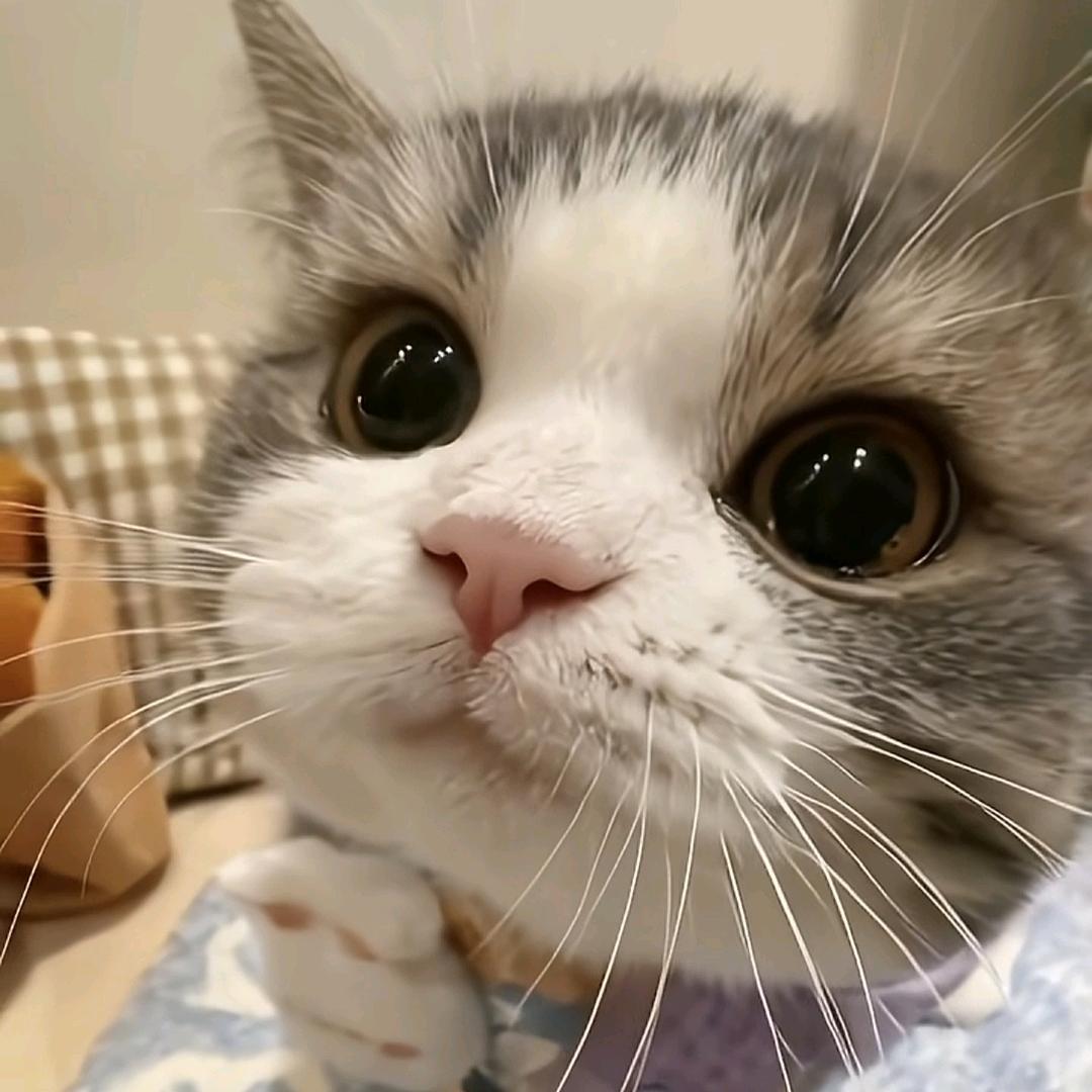 猫猫日记