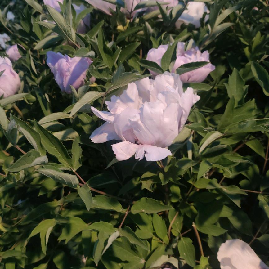 城南花开