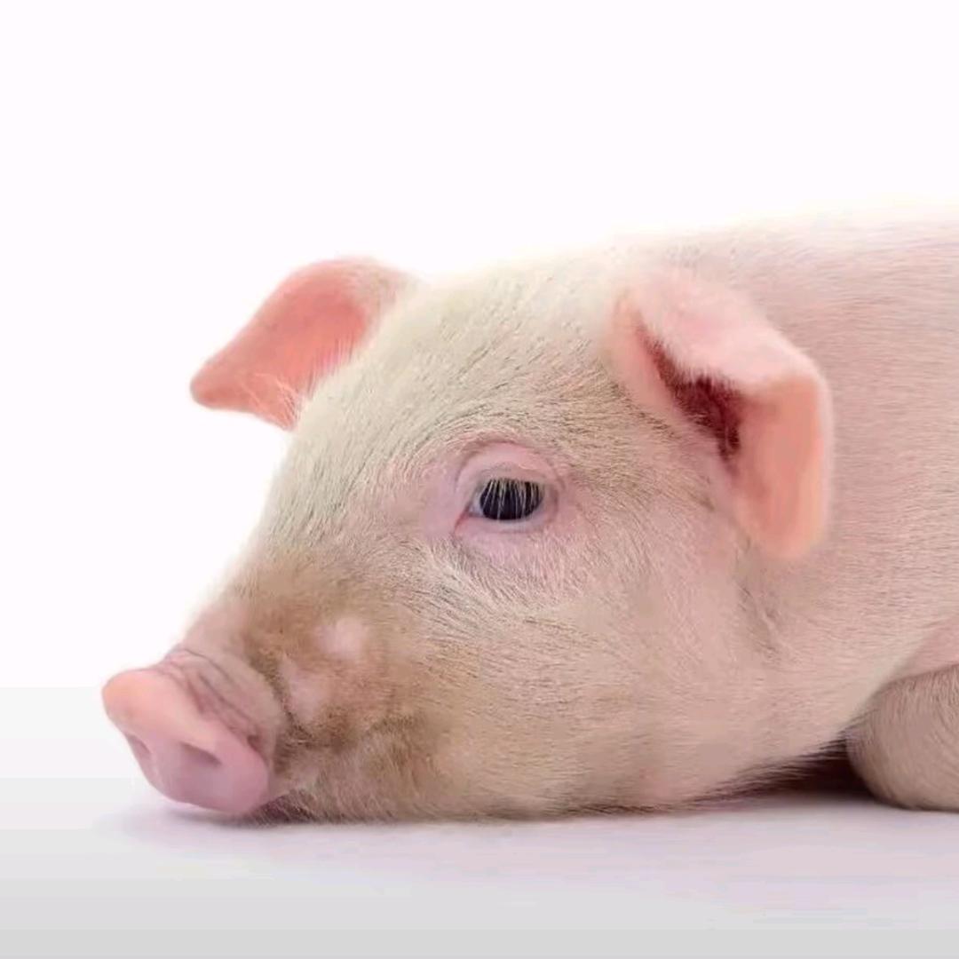 雨夜偷吃前任贡品的🐷