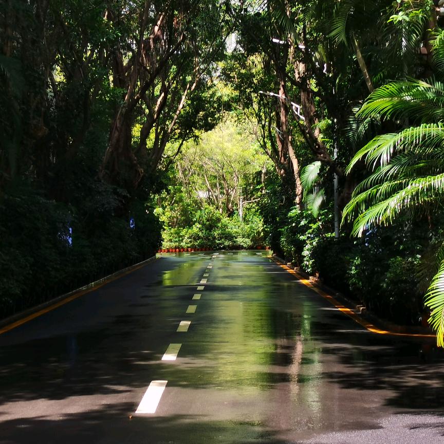 大花匠-土豆养月季