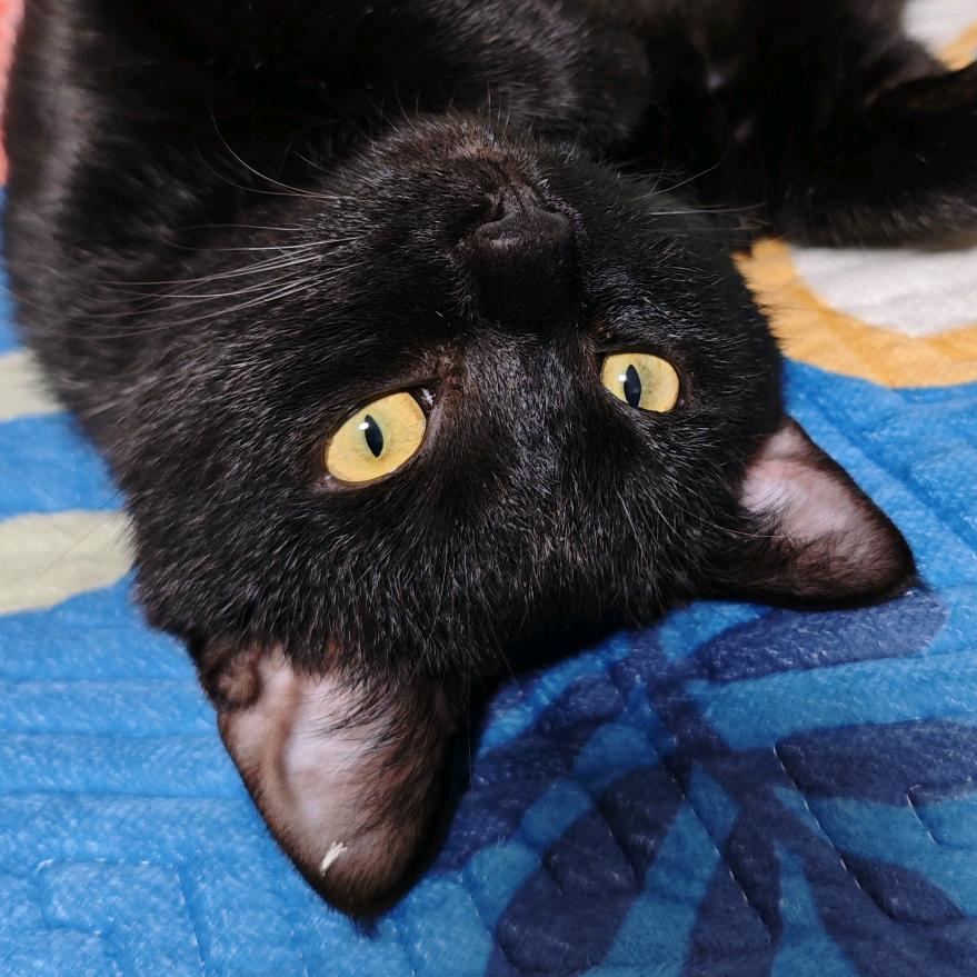 宗介胖子୧⍤⃝🥀（三角洲）