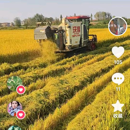 老邓！收割机专业收割团队，小麦，稻谷，！