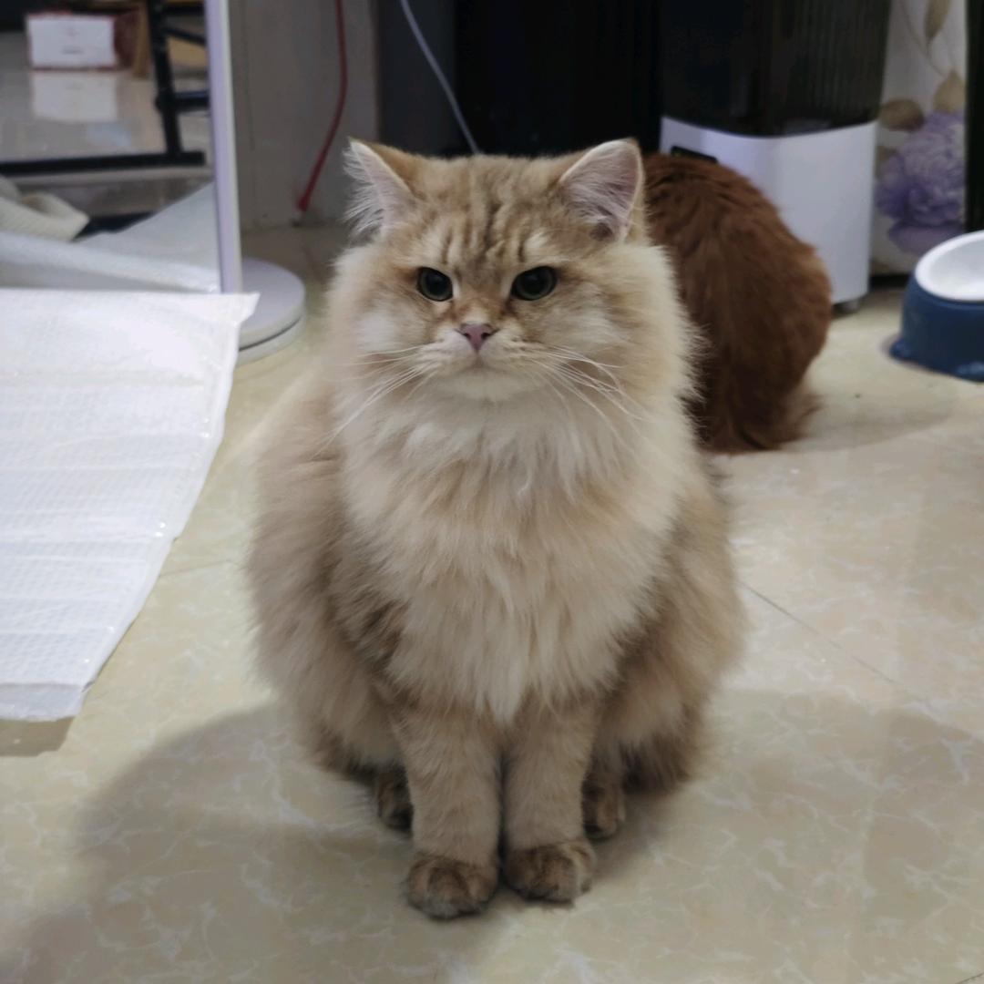 QQ 和猪猪（小乖)