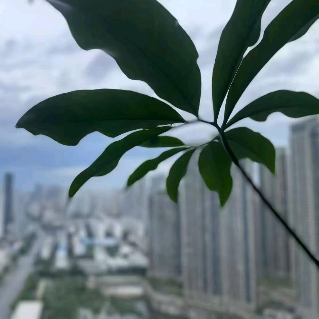 雪王